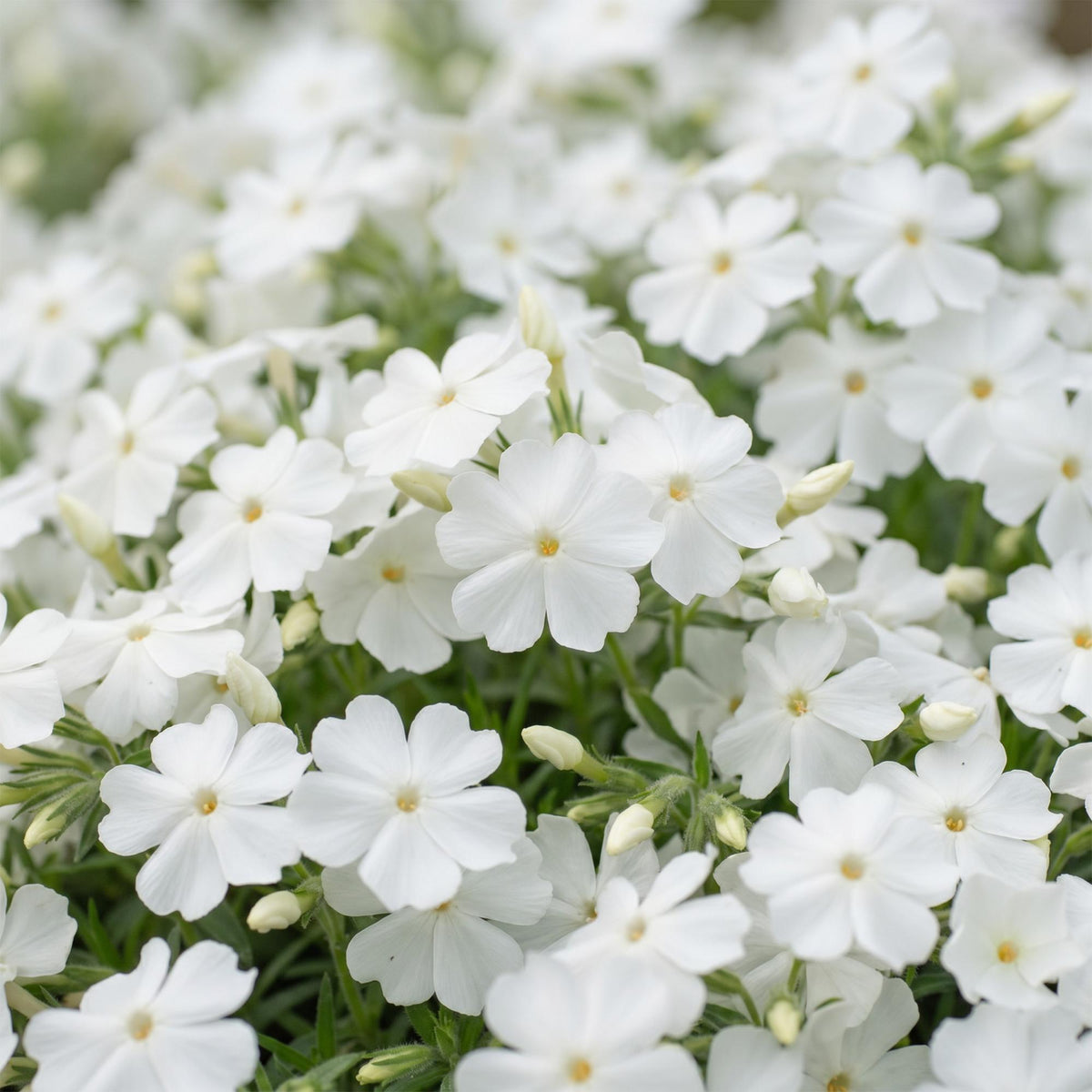 Green boutiQ - Stauden - Phlox Maischnee - Flammenblume - Bodendeckend - Weiß - 6 Pflanzen - Topf 11cm - Höhe 15-25cm