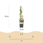 Green boutiQ - Fruit - Vaccinium corymbosum Bluecrop - Myrtillier - Rustique - Myrtille - 2 Plantes - Pot 15cm - Hauteur 50cm
