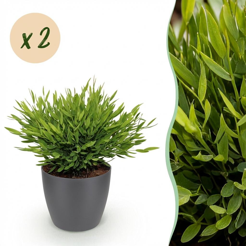 Green boutiQ - Zimmerpflanze - Bambusa Pogonatherum Monica - Bambusgras - Haustierfreundliche Pflanze - Grün - 2 Pflanzen - mit Topf Grau - Topf 12cm - Höhe 20cm