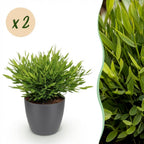 Green boutiQ - Zimmerpflanze - Bambusa Pogonatherum Monica - Bambusgras - Haustierfreundliche Pflanze - Grün - 2 Pflanzen - mit Topf Grau - Topf 12cm - Höhe 20cm