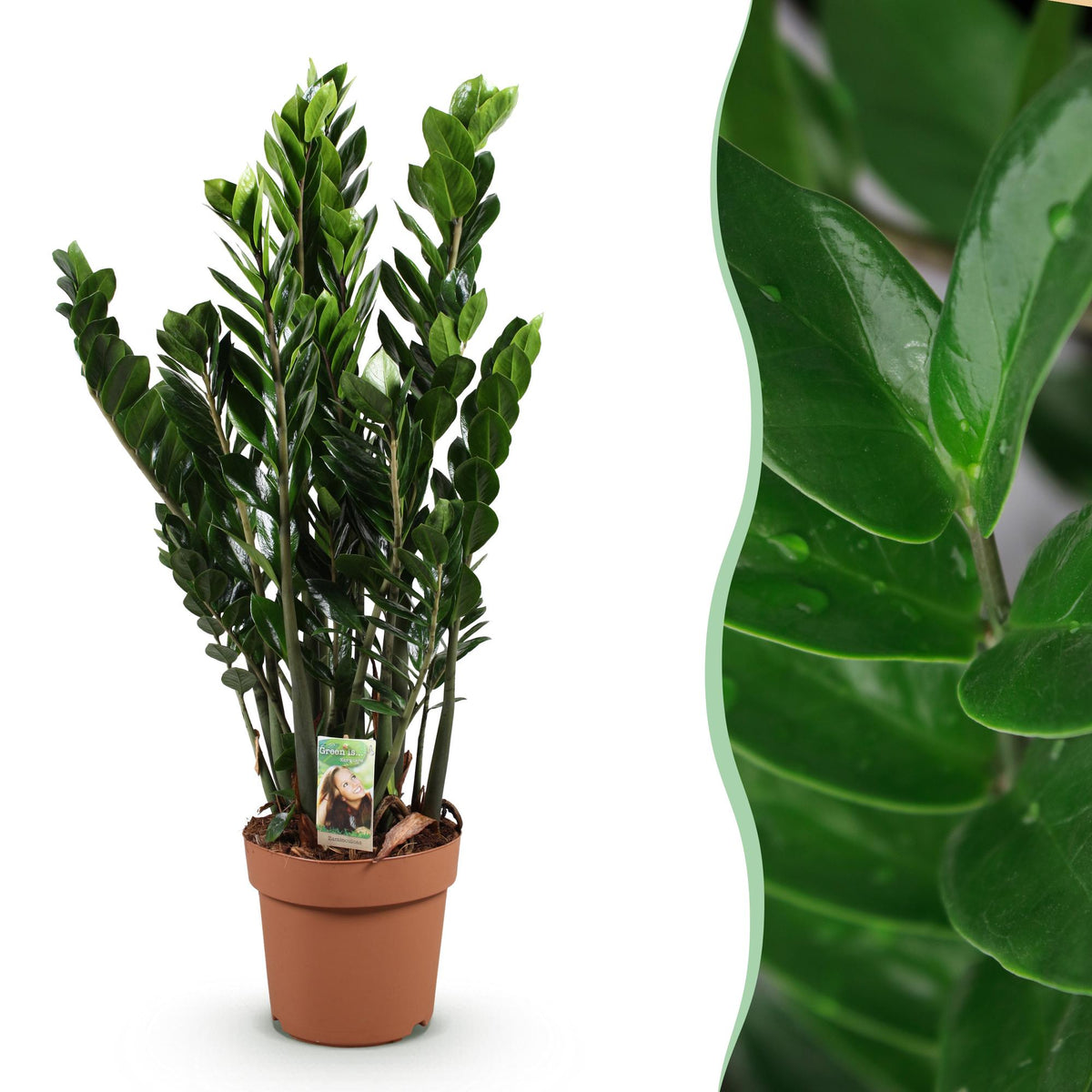 Green BoutiQ - Green is... Plantes d'intérieur - Zamioculcas - Plante ZZ - Peu d'entretien - Vert - 1 plante - Pot 21cm - Hauteur 80-90cm