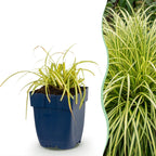 Green boutiQ - Gräser - Carex oshimensis Evergold - Japan-Segge - Immergrün - Gelb-Grün - 24 Pflanzen - Topf 11cm - Höhe 15-25cm