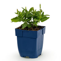 Green boutiQ - Vasteplant - Salvia nem. Sense Deepl Blue - Salie - Bijen en Vlinderlokkers - Paars - 1 Plant - Pot 11cm - Hoogte 15-25cm