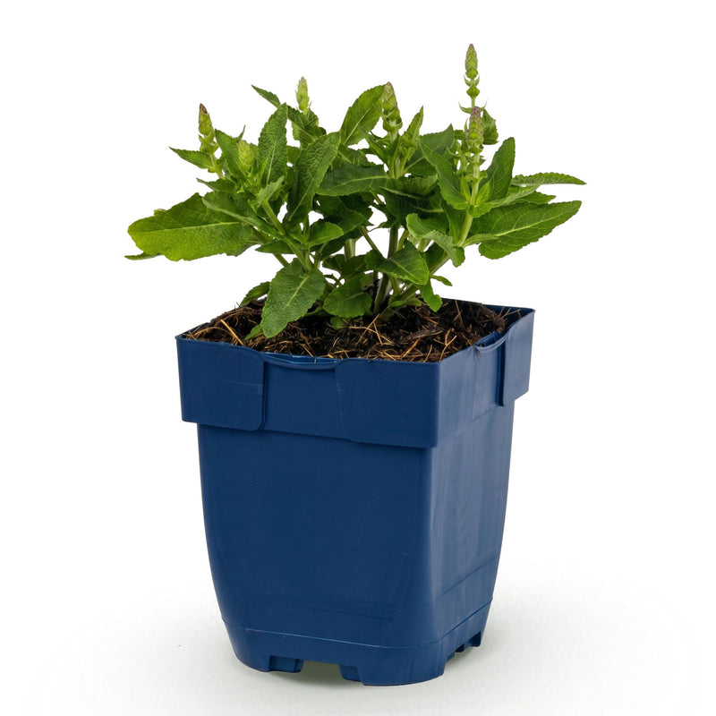 Green boutiQ - Vasteplant - Salvia nem. Sense Deepl Blue - Salie - Bijen en Vlinderlokkers - Paars - 1 Plant - Pot 11cm - Hoogte 15-25cm