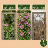 2x Passiflora Victoria - Victoria passionflower - Red - Pink - Climber - Ø9cm - ↕35cm
