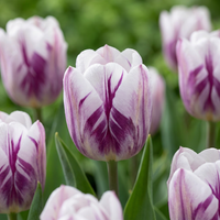 60x Tulipa Flaming Flag - Tulp Flaming Flag - Wit en Paars - Voorjaarsbloeier - Bolmaat 11/12