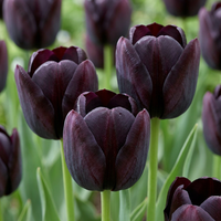 70x Tulipa Black - Zwarte tulp - Zwart - Voorjaarsbloeier - Bolmaat 10/11