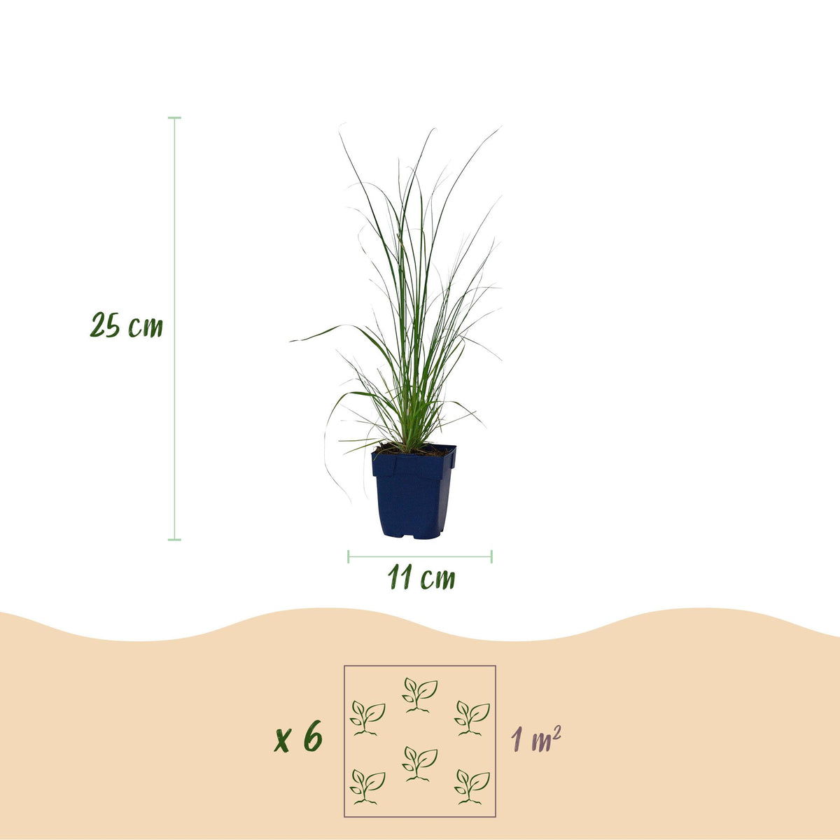 Green boutiQ - Graminées - Cortaderia sell. Pumila - Herbe de la pampa naine - Avec panache - Gris - 6 Plantes - Pot 11cm - Hauteur 15-25cm