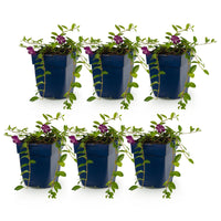 Vasteplant - Vinca minor Atropurpurea - Maagdenpalm - Bodembedekkend - Paars - 6 Planten - Pot 11cm - Hoogte 15-25cm