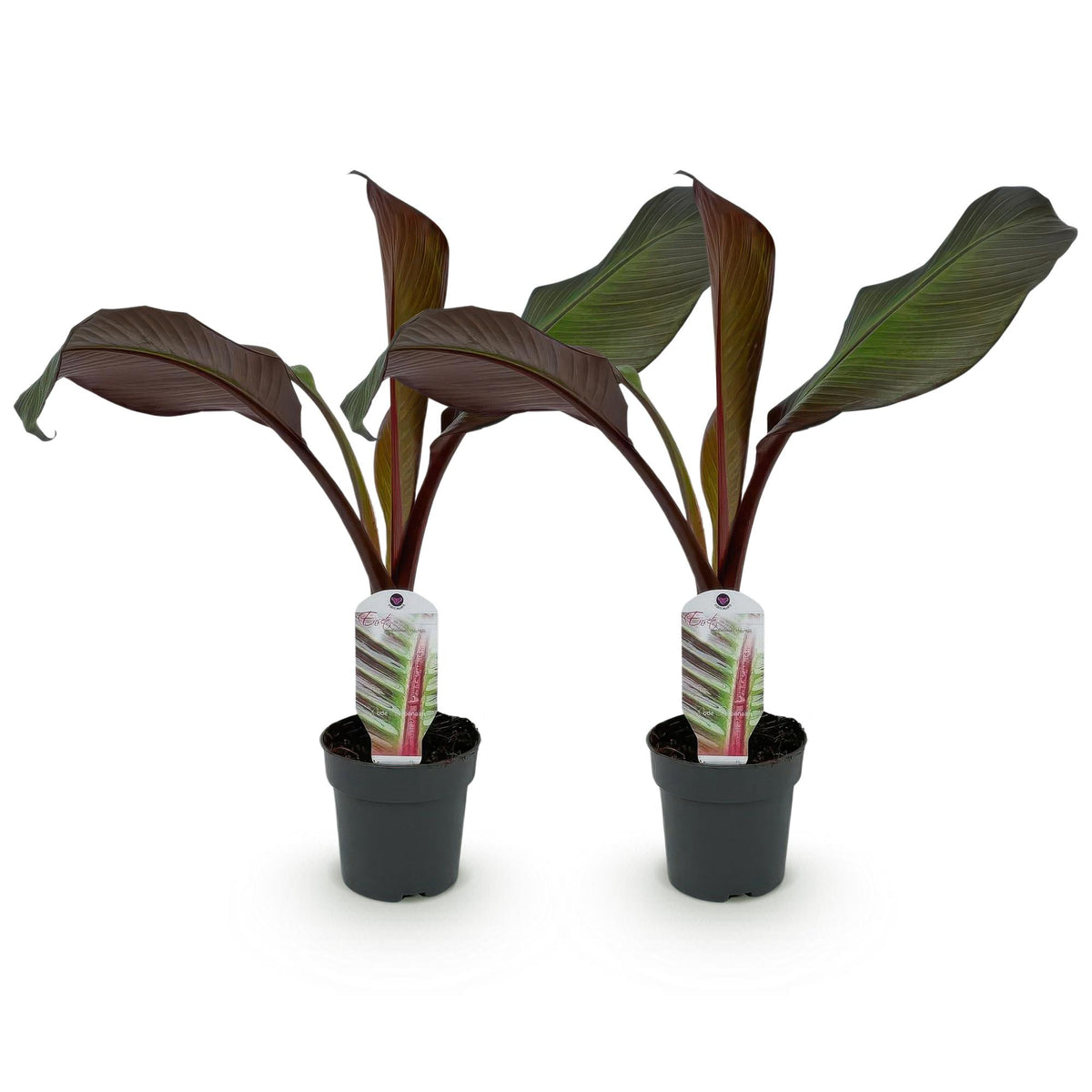 Green boutiQ - Plante fruitière - Bananier - Ensete ventricosum Maurelli - Rustique - 2 plantes - Pot 12cm Hauteur 30cm