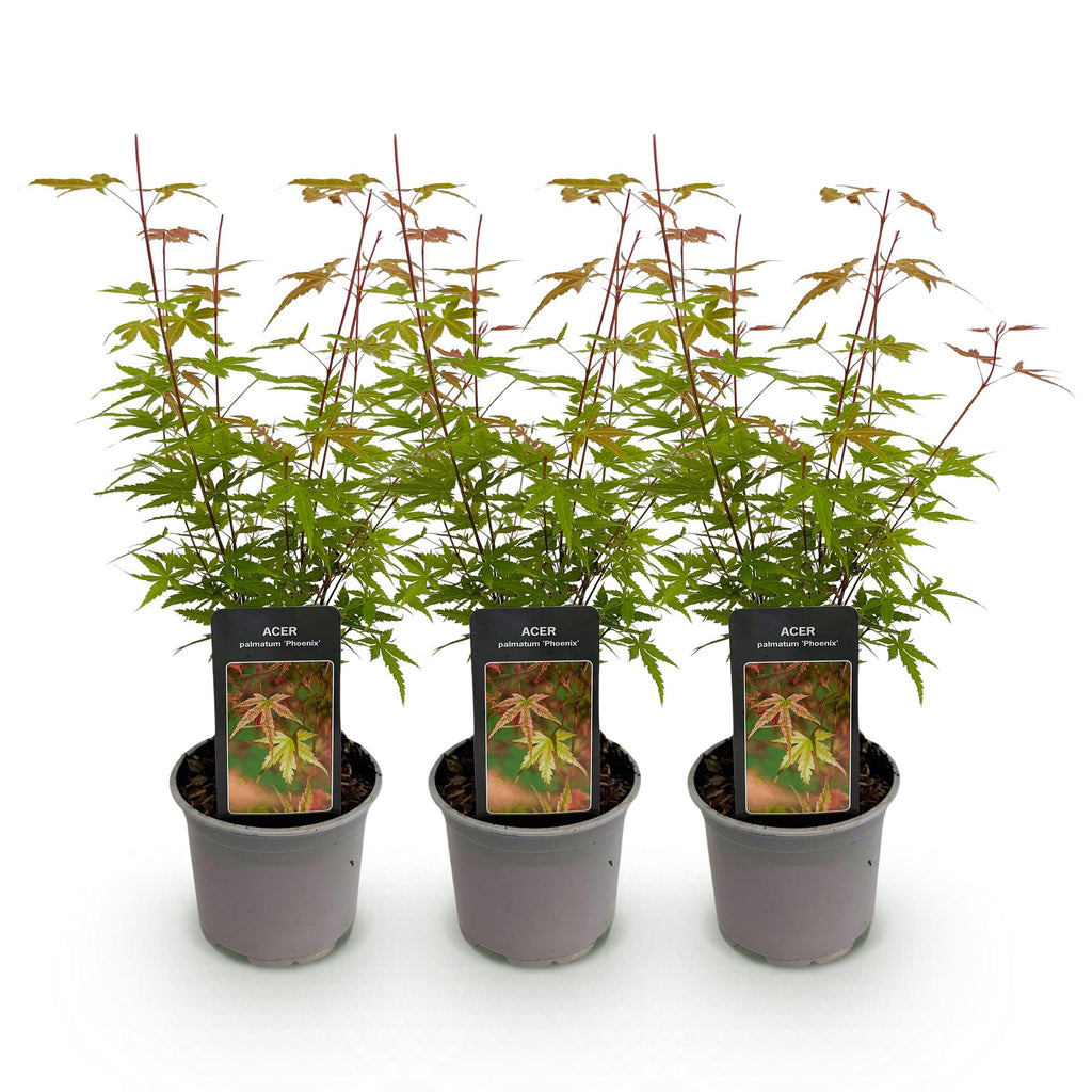 Green boutiQ - Plante de jardin - Acer palmatum Phoenix - Rose - 3 plantes - Caduc - Peu d'entretien - Pot 12cm Hauteur 35cm