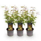 Green boutiQ - Plante de jardin - Acer palmatum Phoenix - Rose - 3 plantes - Caduc - Peu d'entretien - Pot 12cm Hauteur 35cm