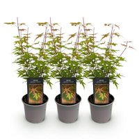Green boutiQ - Tuinplant - Acer palmatum Phoenix - Roze - 3 Planten - Bladverliezend - Weinig Onderhoud - Pot 12cm Hoogte 35cm