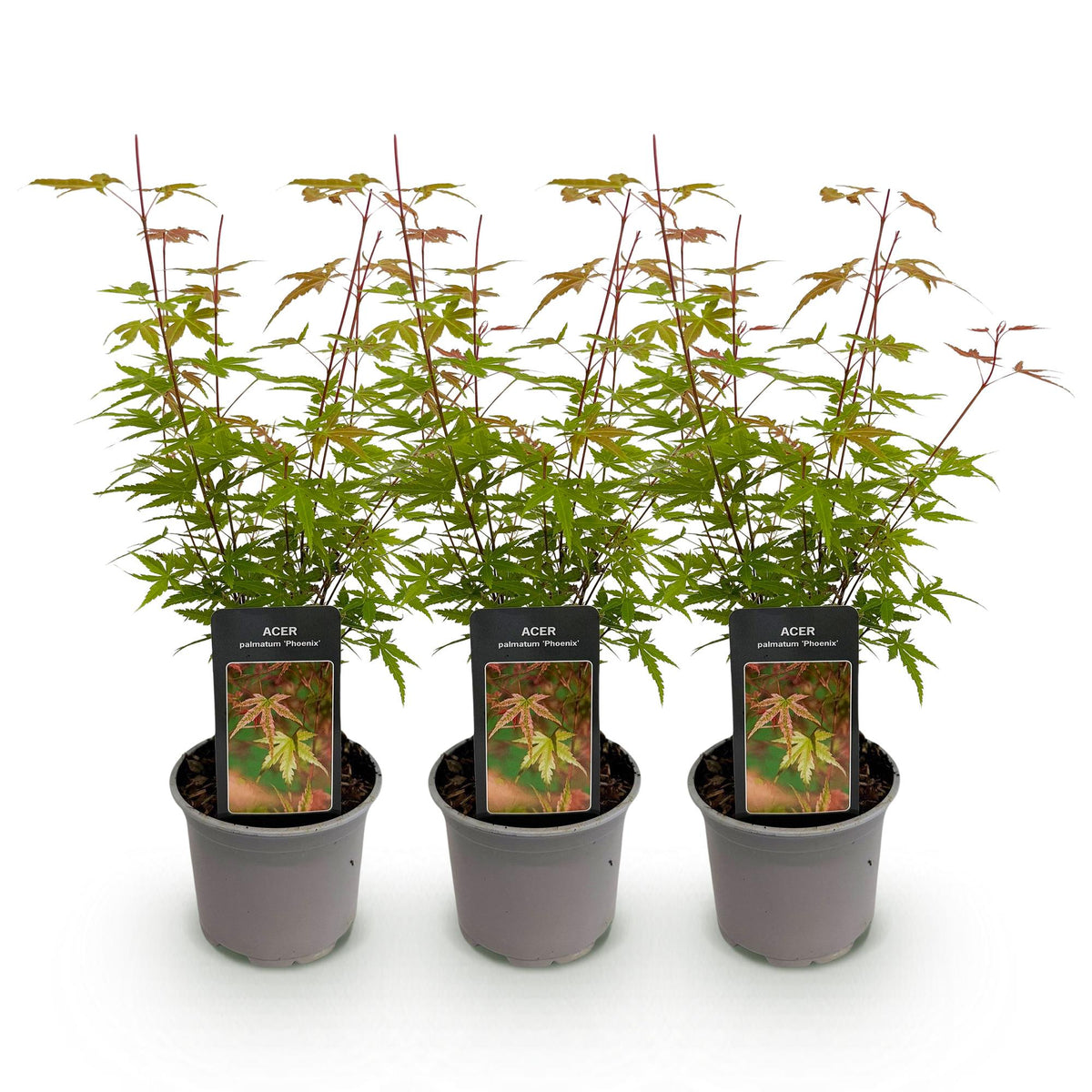 Green boutiQ - Plante de jardin - Acer palmatum Phoenix - Rose - 3 plantes - Caduc - Peu d'entretien - Pot 12cm Hauteur 35cm