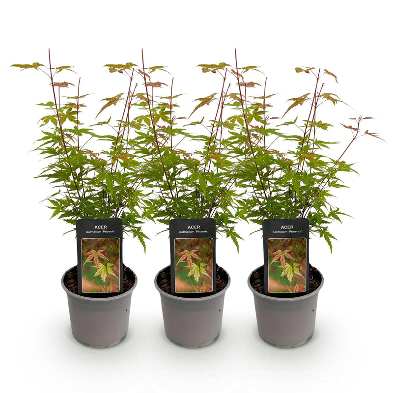 Green boutiQ - Tuinplant - Acer palmatum Phoenix - Roze - 3 Planten - Bladverliezend - Weinig Onderhoud - Pot 12cm Hoogte 35cm