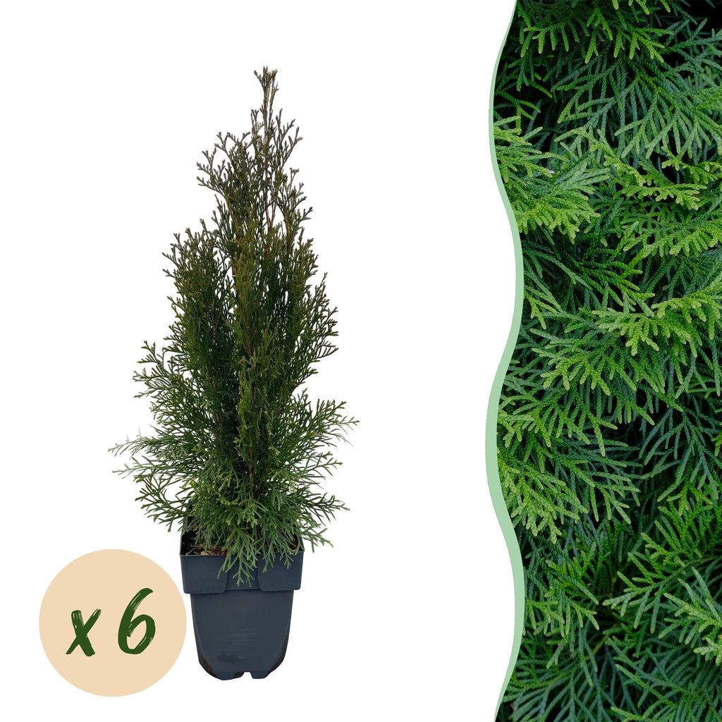 Green boutiQ - Haies - Thuja occidentalis Smaragd - feuillage vert - 6 plantes - 1 mètre linéaire - persistant - pot 17cm hauteur 60cm