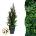Green boutiQ - Haies - Thuja occidentalis Smaragd - feuillage vert - 6 plantes - 1 mètre linéaire - persistant - pot 17cm hauteur 60cm