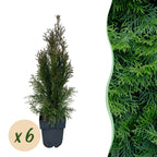 Green boutiQ - Haies - Thuja occidentalis Smaragd - feuillage vert - 6 plantes - 1 mètre linéaire - persistant - pot 17cm hauteur 60cm