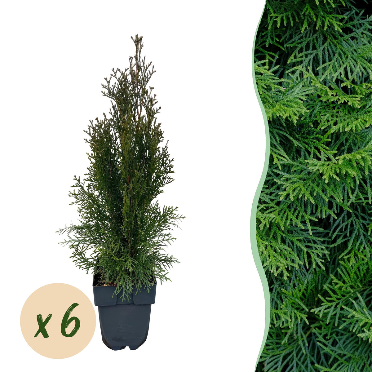 Green boutiQ - Haies - Thuja occidentalis Smaragd - feuillage vert - 6 plantes - 1 mètre linéaire - persistant - pot 17cm hauteur 60cm