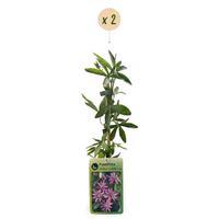 2x Passiflora Lavender Lady - Lavender Lady passionflower - Purple - Climber - Ø9cm - ↕35cm