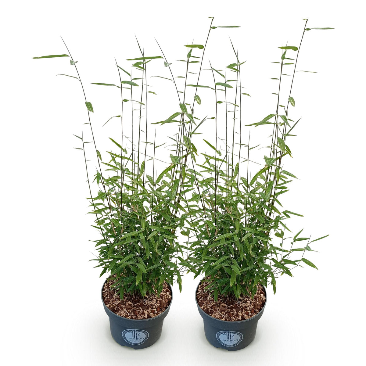 Green boutiQ - Graminées - Fargesia nitida Black Dragon - Bambou non traçant - Persistant - Vert - 2 Plantes - Pot 23 cm - Hauteur 80 cm