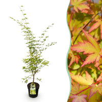 Green boutiQ - Tuinplant - Acer palmatum Sangokaku - Japanse Esdoorn - Bladverliezend - Groen - 1 - Pot 26cm - Hoogte 90cm