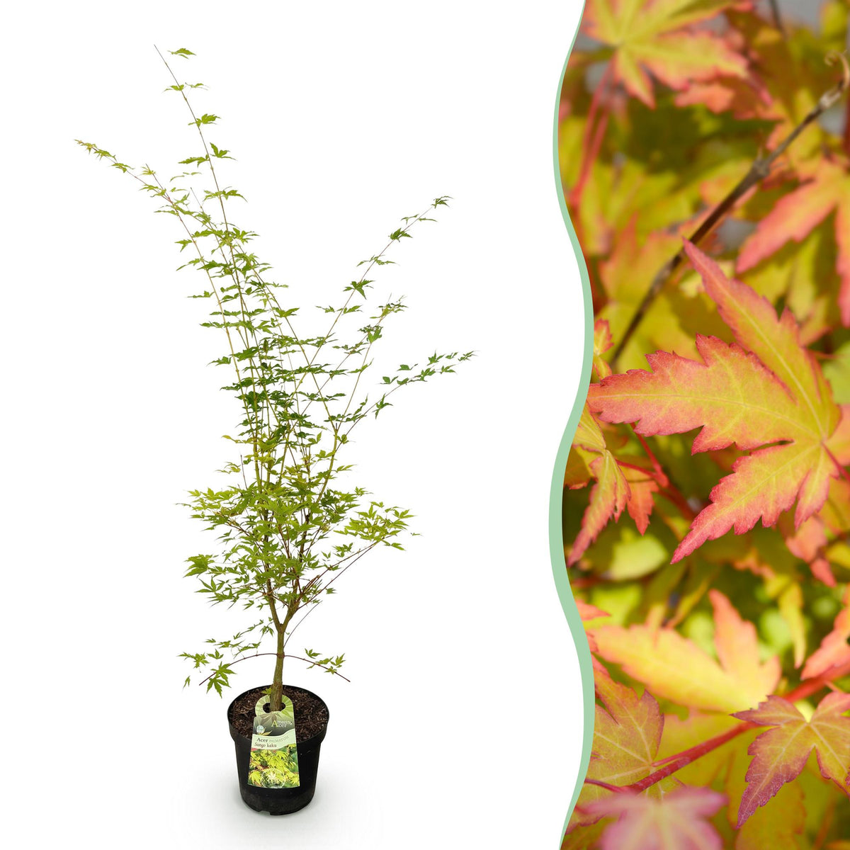 Green boutiQ - Plante de jardin - Acer palmatum Sangokaku - Érable du Japon - Caduc - Vert - 1 - Pot 26cm - Hauteur 90cm