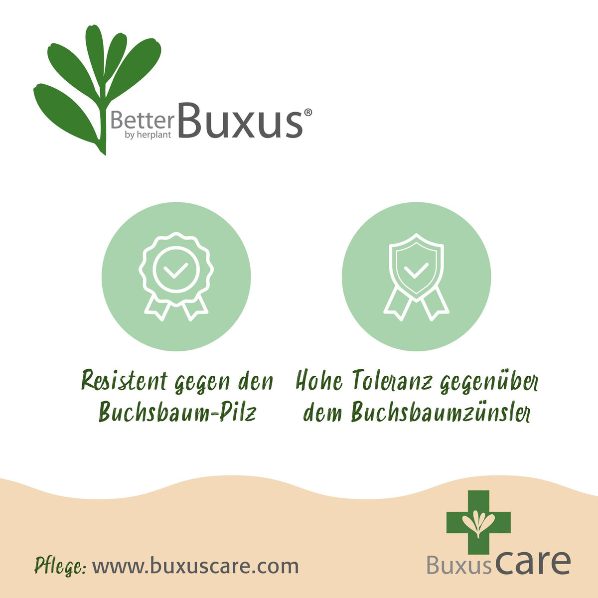 Green boutiQ - Haie de buis - BetterBuxus Babylon Beauty - Résistant à la maladie du buis - 14 plantes - 2 mètres linéaires - pot 10,5 cm hauteur 25-30