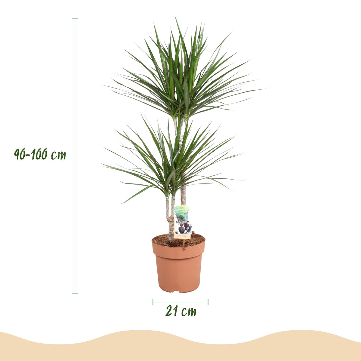Green BoutiQ - Green is... Zimmerpflanzen - Dracaena Marginata - Drachenbaum - Pflegeleicht - Grün - 1 Pflanze - Topf 21cm - Höhe 90-100cm