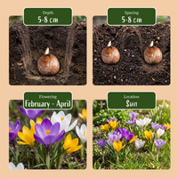 200x Crocus Species mix - Krokus soortenmix - Diversen - Verwilderingsbol - Bolmaat 5/6