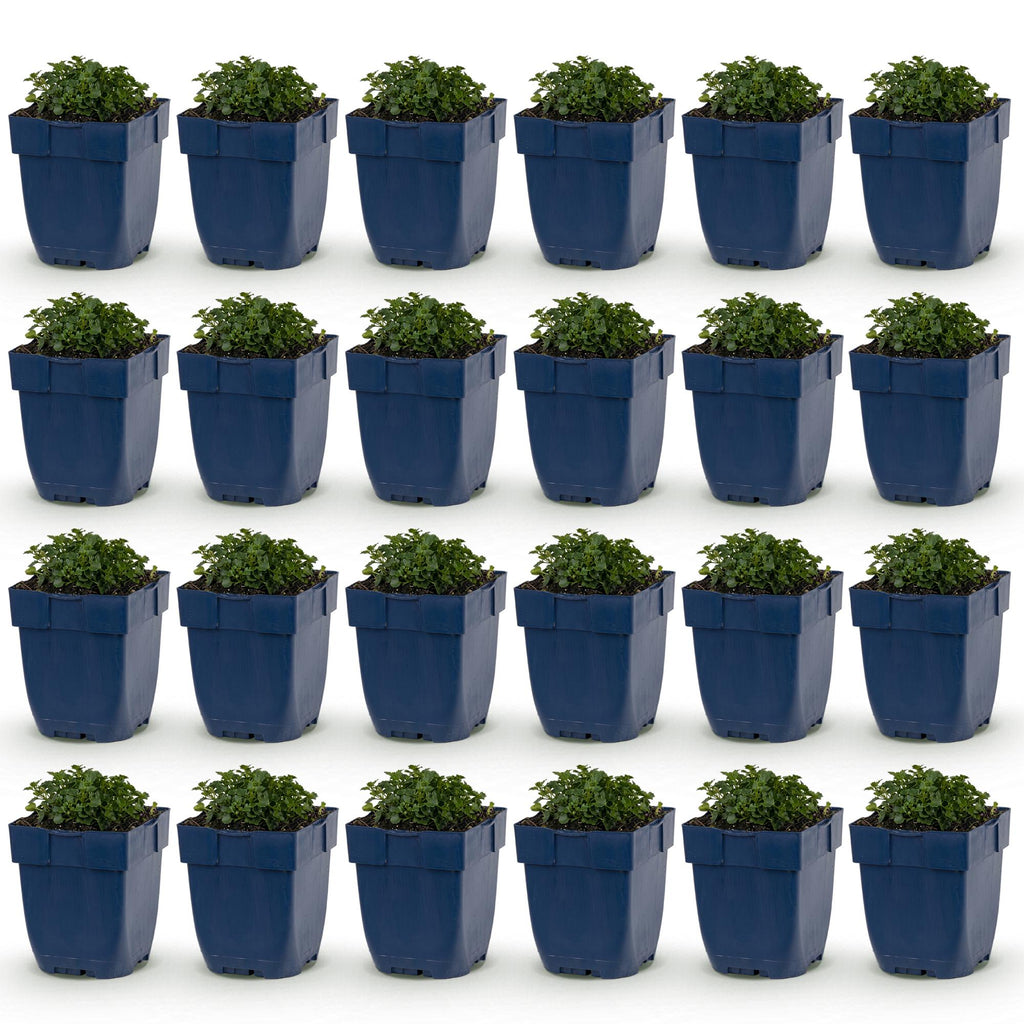 Green boutiQ - Stauden - Campanula portenschlagiana - Pfirsichblättrige Glockenblume - Bodendeckend - Rosa - 24 Pflanzen - Topf 11 cm - Höhe 15-25 cm