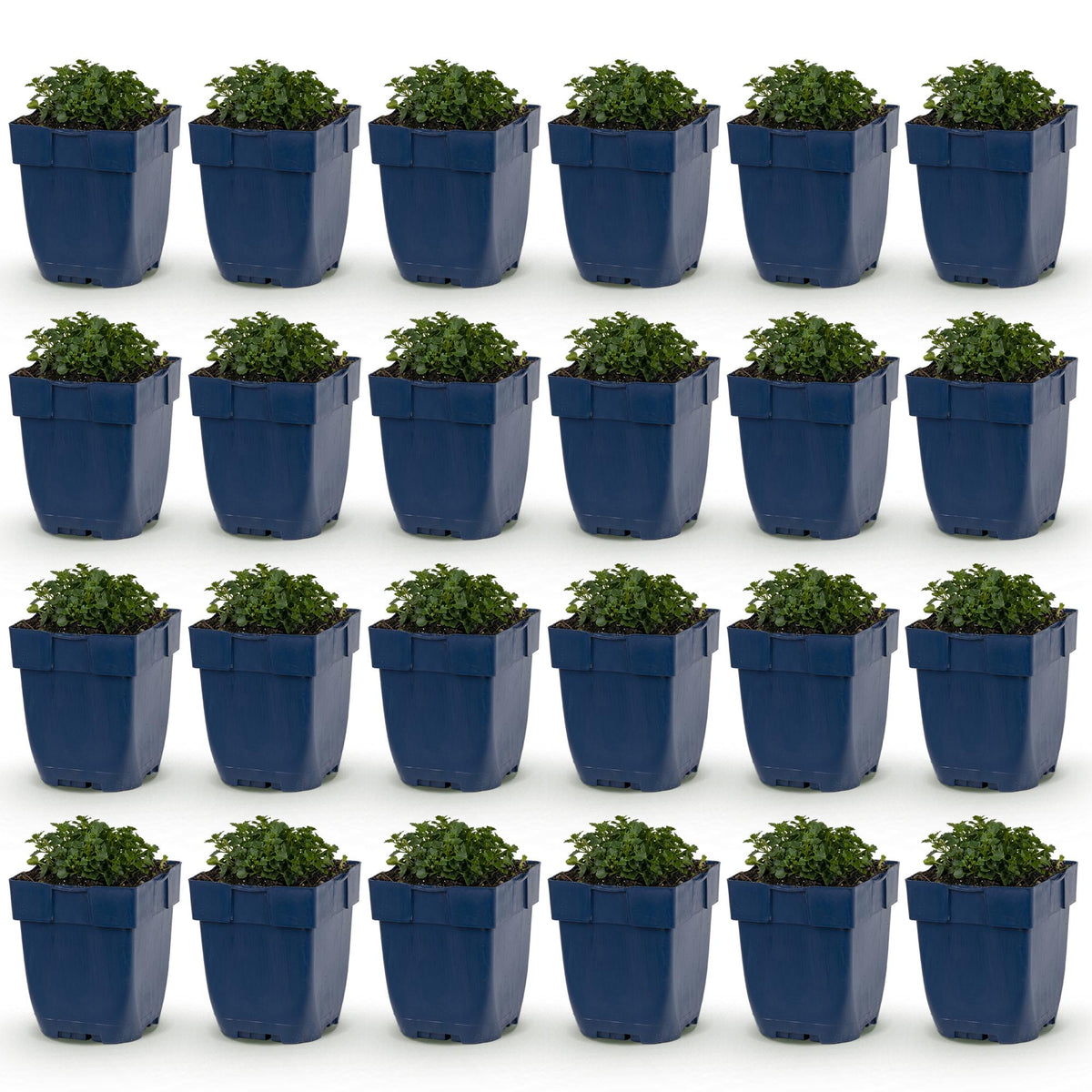 Green boutiQ - Plante vivace - Campanula portenschlagiana - Campanule à feuilles de pêcher - Couvre-sol - Rose - 24 Plantes - Pot 11cm - Hauteur 15-25cm