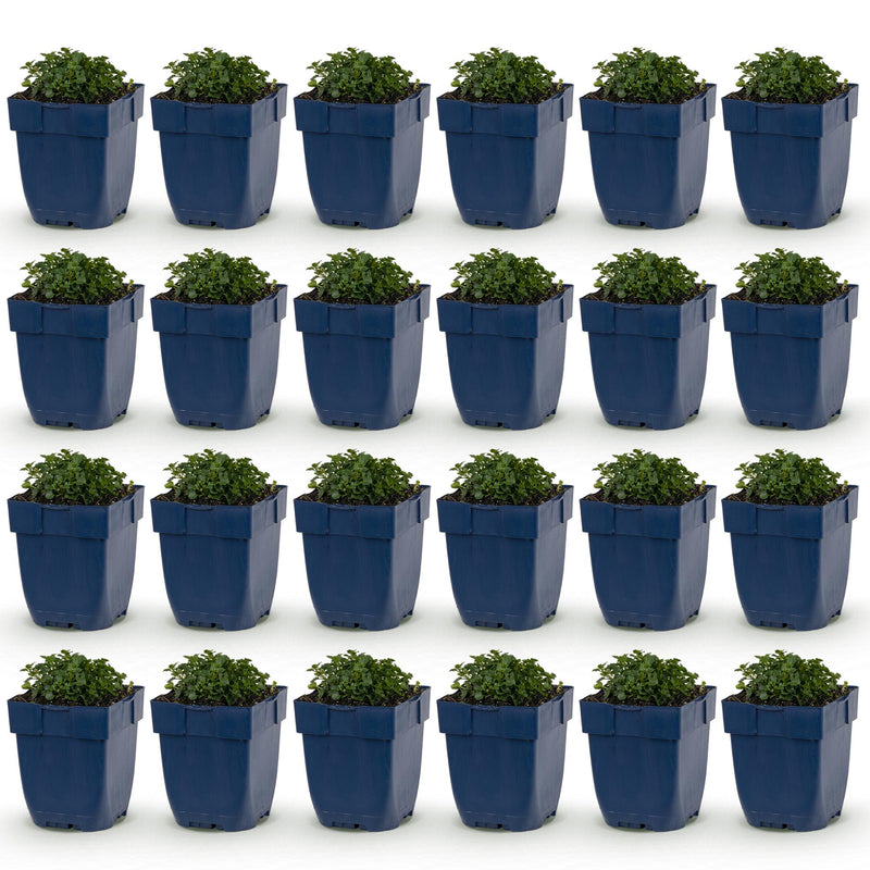 Green boutiQ - Vasteplant - Campanula portenschlagiana - Perzikbladklokje - Bodembedekkend - Roze - 24 Planten - Pot 11cm - Hoogte 15-25cm