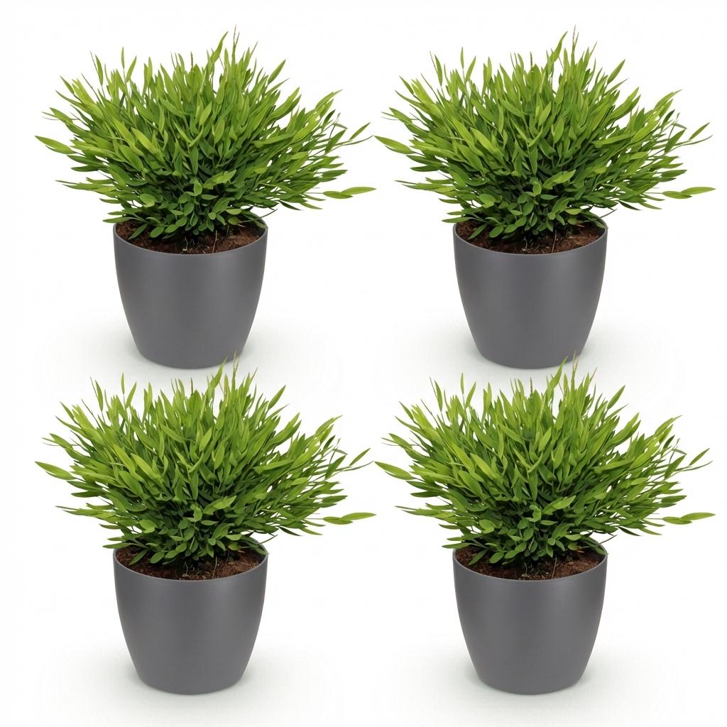 Green boutiQ - Zimmerpflanze - Bambusa Pogonatherum Monica - Bambusgras - Haustierfreundliche Pflanze - Grün - 4 Pflanzen - mit Topf Grau - Topf 12cm - Höhe 20cm