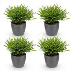 Green boutiQ - Zimmerpflanze - Bambusa Pogonatherum Monica - Bambusgras - Haustierfreundliche Pflanze - Grün - 4 Pflanzen - mit Topf Grau - Topf 12cm - Höhe 20cm