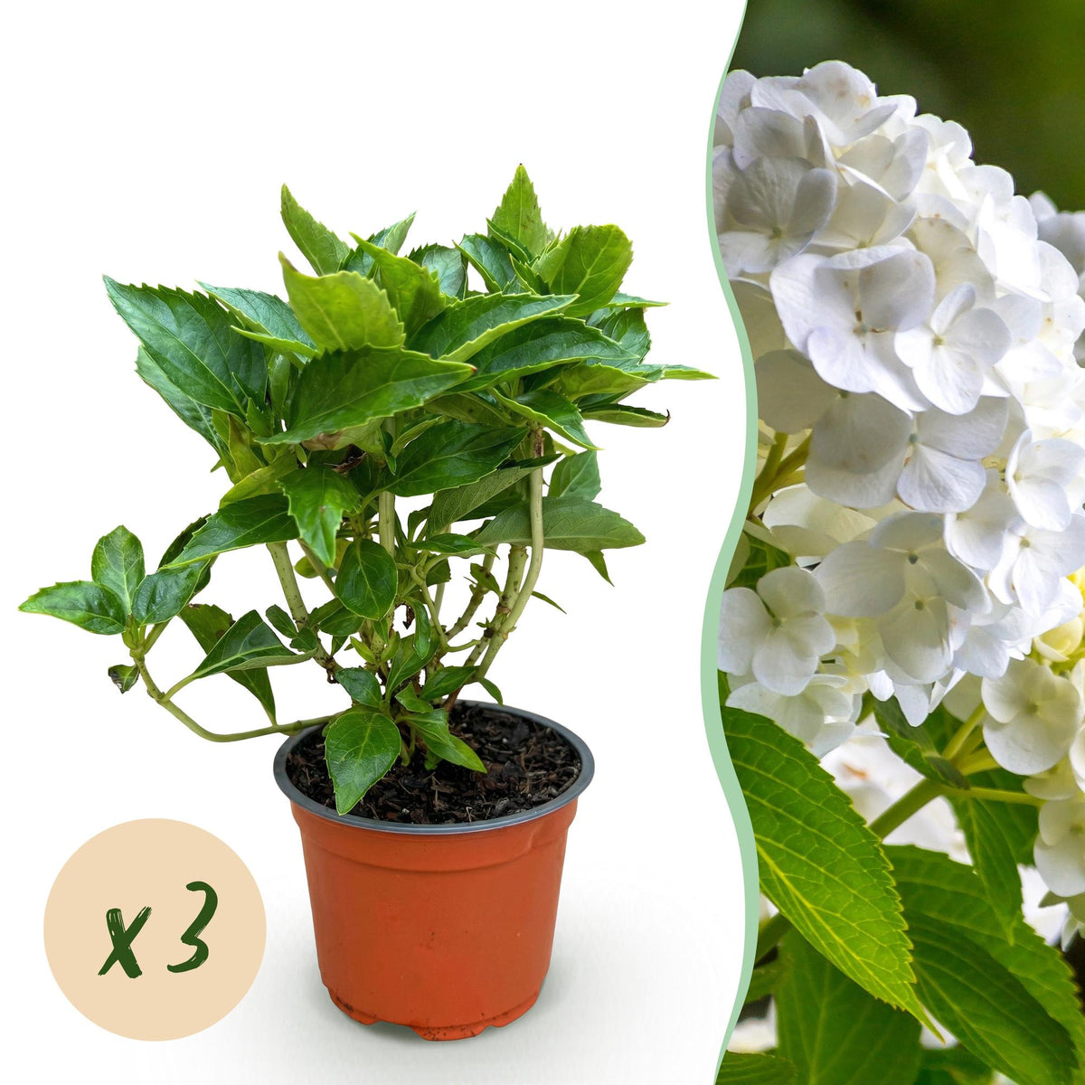 Green boutiQ - Gartenpflanze - Hydrangea macrophylla Weiß - Hortensie - Winterhart - Weiß - 3 Pflanzen - Topf 12cm - Höhe 20-30cm