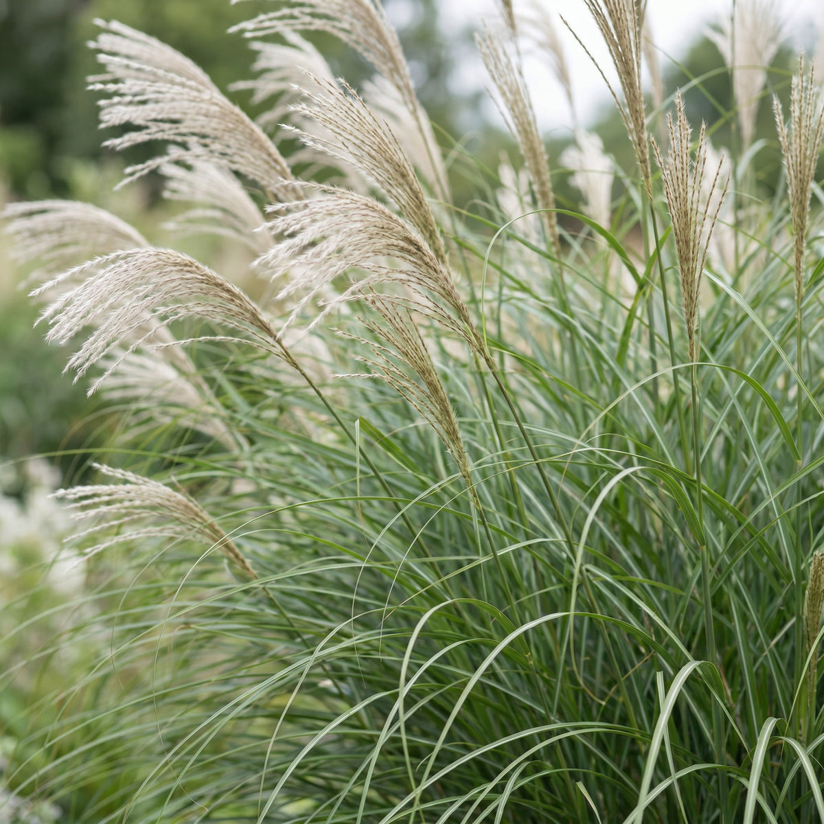 Green boutiQ - Graminées - Miscanthus sin. Gracillimus - Herbe de la Pampa - Avec panache - Vert - 24 plantes - Pot 11 cm - Hauteur 15-25 cm