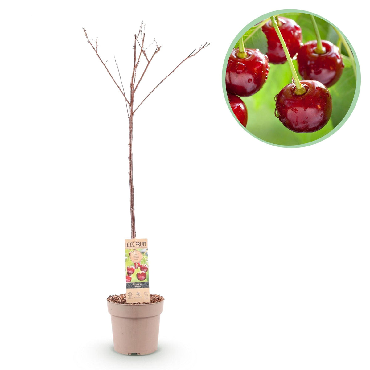 Green boutiQ - Fruitboom - Prunus avium Regina - Kersenboom - Winterhard - Donker Rode Bes - 1 Plant - Pot 21cm - Hoogte 90cm