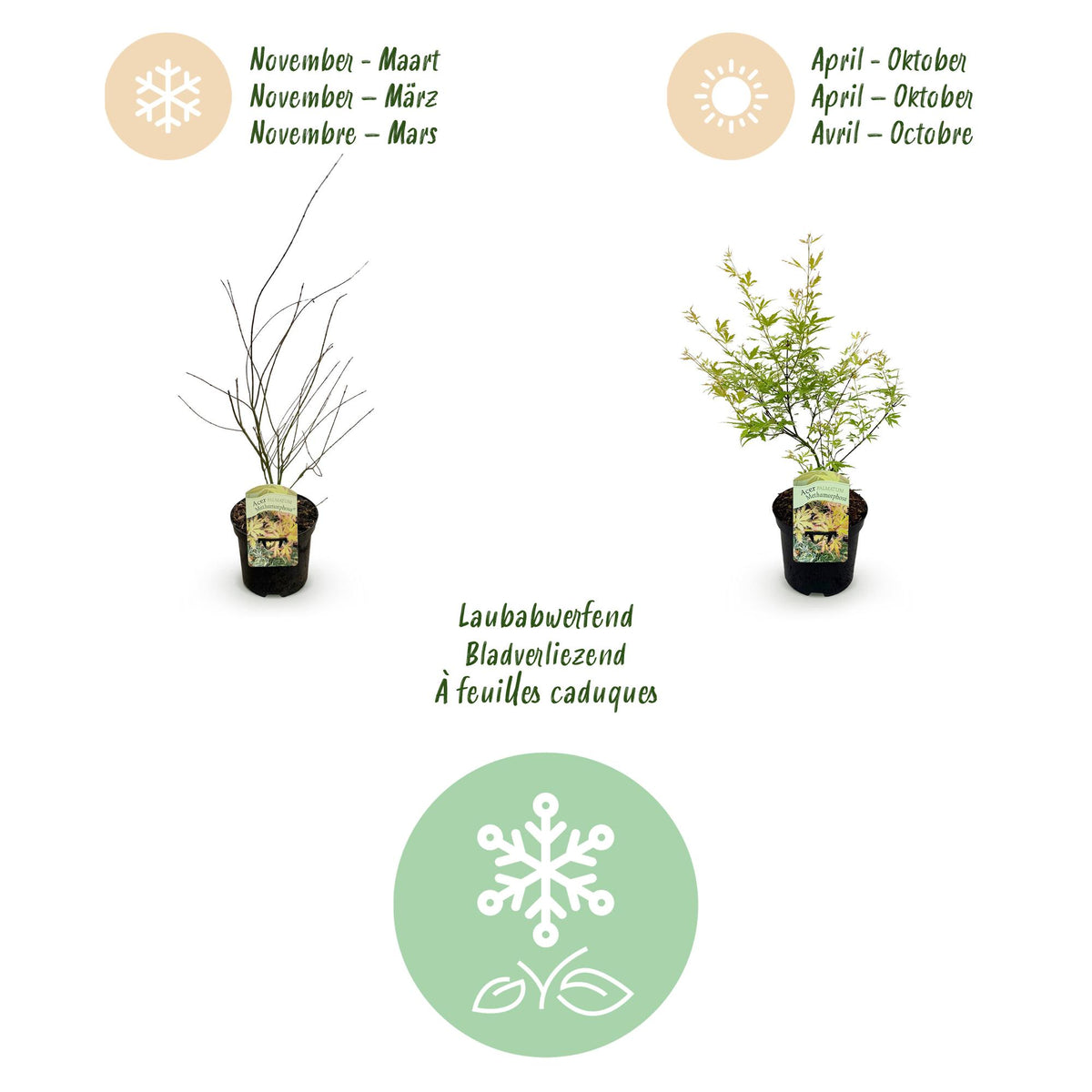 Green boutiQ - Plante de terrasse - Érable du Japon - Acer palmatum Methamorphosa - Vert - 1 plante - Caduc - Pot 19 cm, hauteur 70 cm