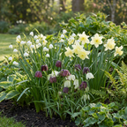 240x Bulbe de jardin humide - Bulbe de jardin humide - Divers - Floraison estivale - Calibre 10/12