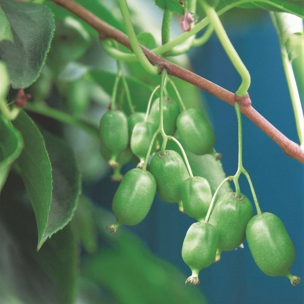 Green boutiQ - Fruitplant - Acitinidia arguta Issai - Kiwiplant - Zelfbestuivend - Groene Vrucht - 2 Planten - Pot 15cm - Hoogte 50cm
