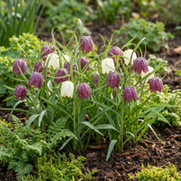 240x Fritillaria Meleagris Mix - Kievitsbloem mix - Paars en Wit - Verwilderingsbol - Bolmaat 6/7