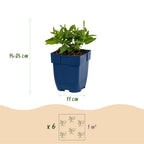 Green boutiQ - Stauden - Salvia nem. 'Sensation Deep Blue' - Steppensalbei - Bienen- und Schmetterlingsmagnet - Lila - 6 Pflanzen - Topf 11cm - Höhe 15-25cm