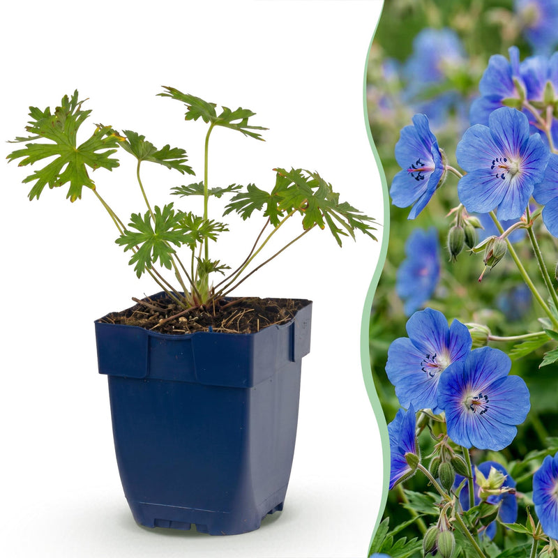 Green boutiQ - Vasteplant - Geranium Johnson's Blue - Ooievaarsbek - Bodembedekkend - Blauw - 6 Planten - Pot 11cm - Hoogte 15-25cm