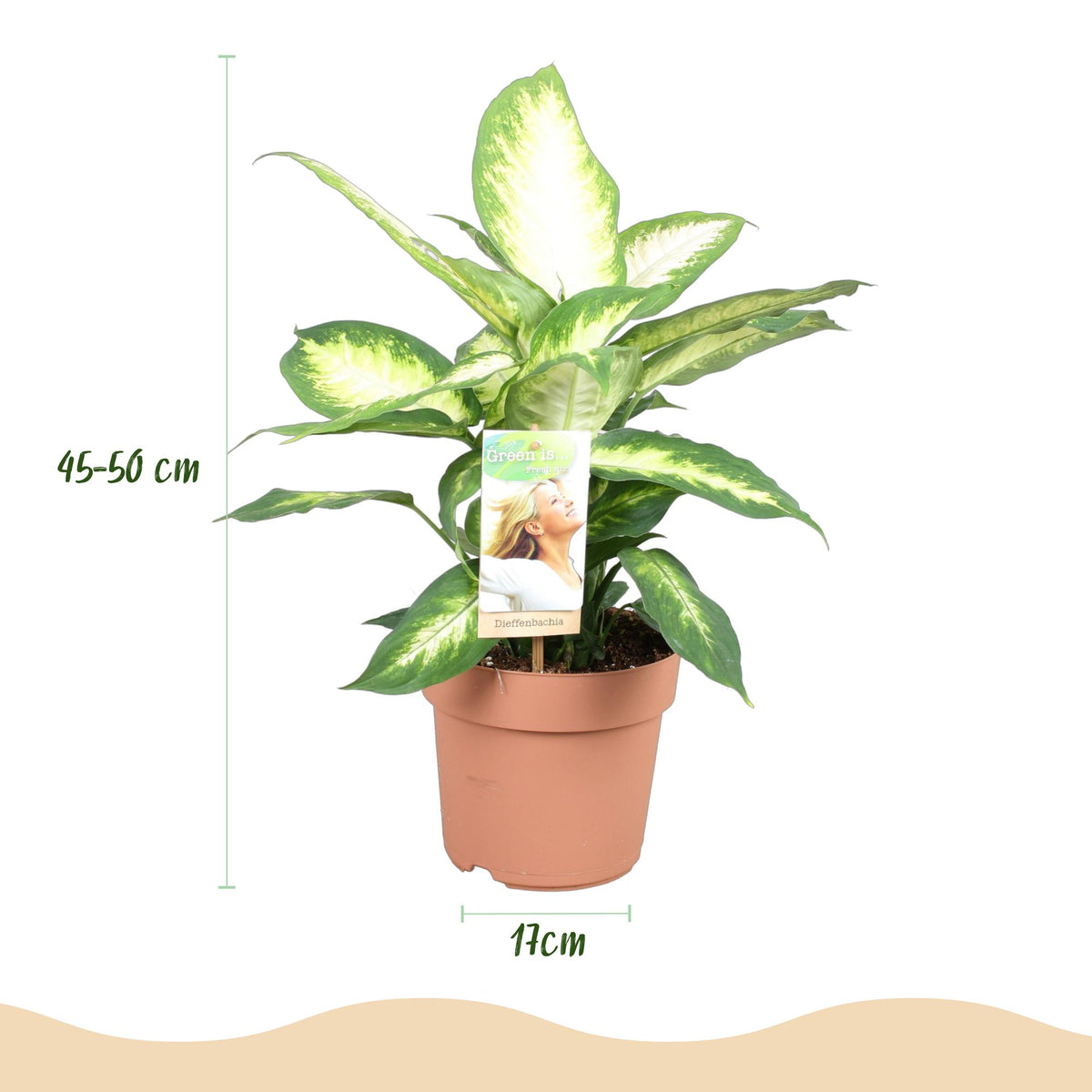 Green BoutiQ - Green is... Plantes d'intérieur - Dieffenbachia Camilla - Dieffenbachia - Peu d'entretien - Vert - 1 Plante - Pot 17cm - Hauteur 45-50cm