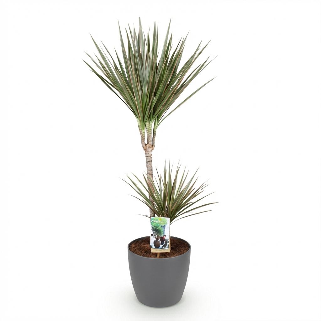 Green BoutiQ - Plantes d'intérieur - Dracaena Marginata Bicolor - Dragonnier - Peu d'entretien - Vert - 1 plante - avec pot gris - Pot 21cm - Hauteur 90-100cm