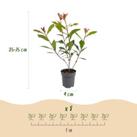 Green boutiQ - 24x Photinia fraseri Carre Rouge - Glansmispel - Haagplanten - Groenblijvend - Rood - Pot 9cm - Hoogte 25-35cm