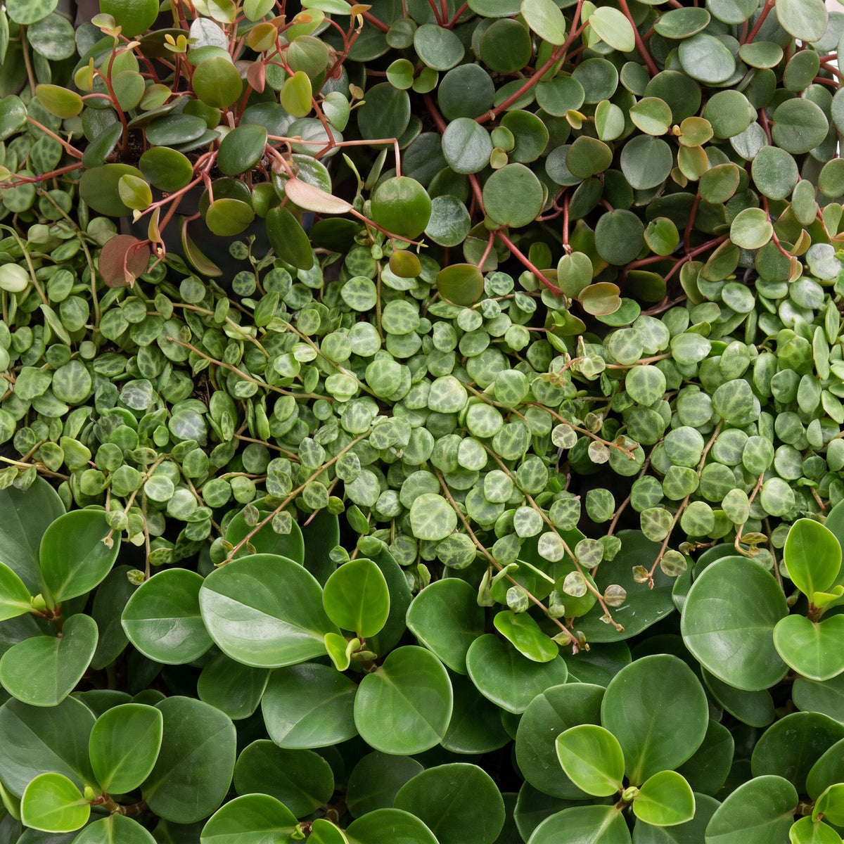 3x Baby Peperomia Mix - Green - Red - Tropical - incl. Linnea Olive - Ø6cm - ↕5-15cm