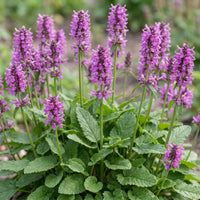 Green boutiQ - Perennial - Stachys mon. Hummelo - Lamb's Ear - Bee and Butterfly Attractors - Purple - 24 Plants - Pot 11cm - Height 15-25cm