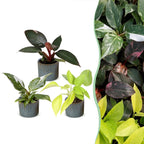 3x Baby Philodendron Tricolour - White - Pink - Yellow - Green - Tropical - incl. Linnea Misty Blue - Ø6cm - ↕10-15cm